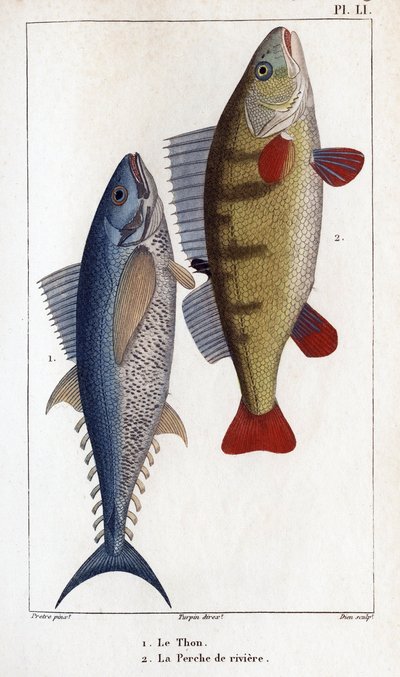 Thon et perche de rivière. Faune des médecins ou histoire des animaux et de leurs produits par Hippolyte Cloquet - Hippolyte Cloquet