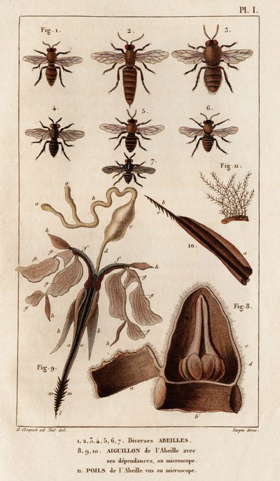Diverses abeilles. "Faune des Médecins ou histoire des animaux et de leurs produits par Hippolyte Cloquet" - Volume 6 - 1825 - Hippolyte Cloquet
