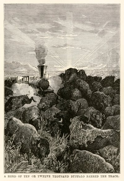 Un troupeau de dix ou douze mille buffles barrait la voie, de Le Tour du Monde en Quatre-vingts Jours par Jules Verne (1828-1905), gravé par Louis Prevost, 1873 - Hippolyte Leon Benett