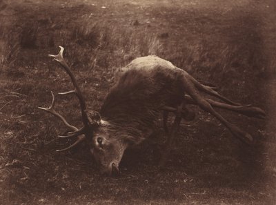 Cerf mort, 1857 (photo) - Horatio Ross