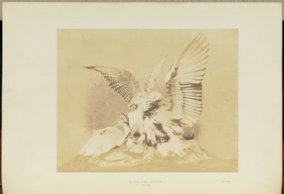 Faucon et héron - Hugh Owen