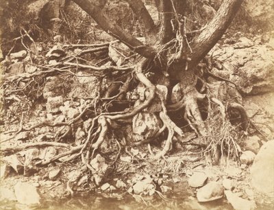 Arbre avec enchevêtrement de racines,1853 (photo) - Hugh Owen