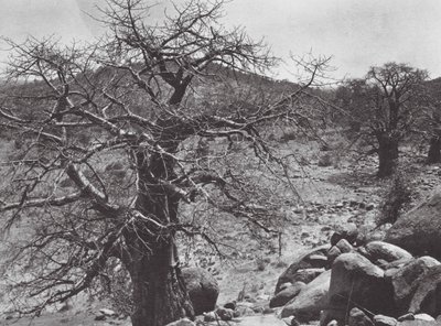 Afrique : Baobab, Dar Nuba - Hugo Adolf Bernatzik