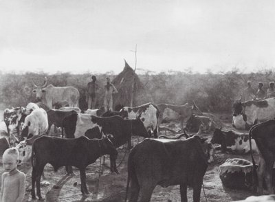Afrique : Enclos à bétail sur la rive du Bahr el Zeraf - Hugo Adolf Bernatzik
