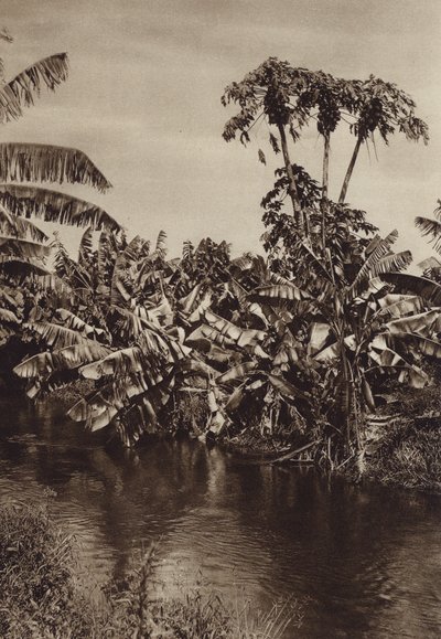 Mexique : Bananes et papayes, Etat de Vera Cruz (photo n/b) - Hugo Brehme