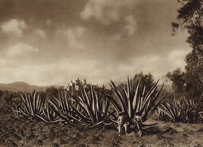 Mexique : les environs de Tepepam avec un champ d
