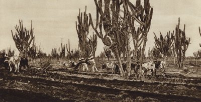Mexique : Travail de terrain, Etat de Sinaloa (photo n/b) - Hugo Brehme