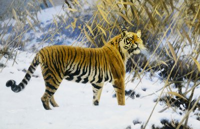 Tigre dans un paysage d