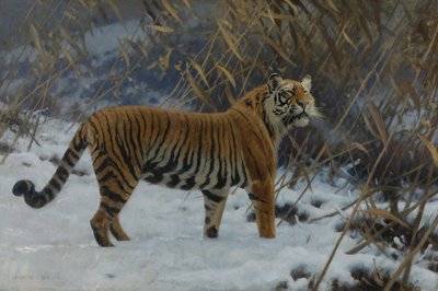 Un tigre dans la neige - Hugo Ungewitter