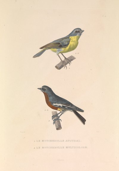 Le Moucherolle australien et le Moucherolle multicolore - Hyacinthe Yves Philippe (1781 1846) Potentien