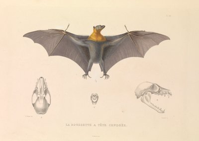 La tête grisonnante Rousette - Hyacinthe Yves Philippe (1781 1846) Potentien