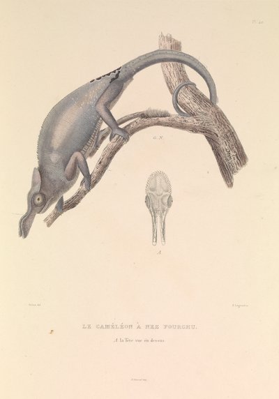 Le caméléon au nez fourchu - Hyacinthe Yves Philippe (1781 1846) Potentien
