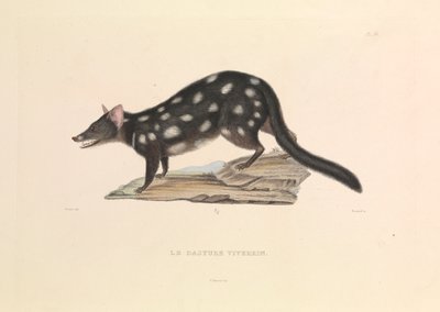 Le Dasyure raton laveur - Hyacinthe Yves Philippe (1781 1846) Potentien