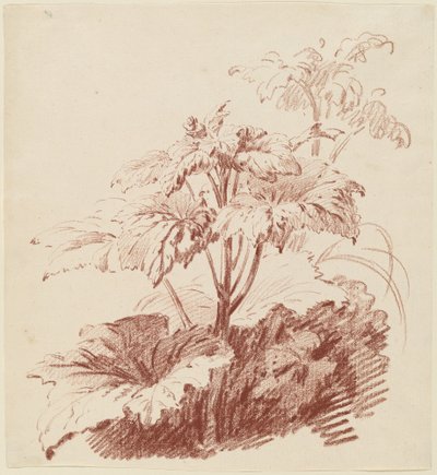 Plante à fleurs avec bourgeons - I Jean Baptiste Hüet