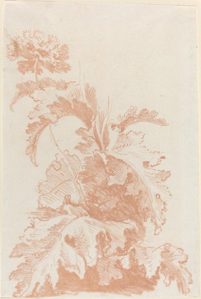 Coquelicot en Fleur - I Jean Baptiste Hüet