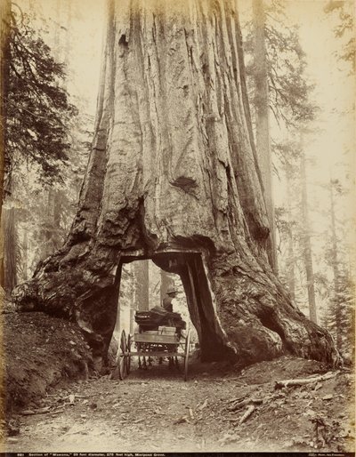 Section de "Wawona", 28 pieds de diamètre, 275 pieds de haut, Mariposa Grove - I. W. Taber