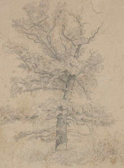 Sapin Américain - Ida Weisselberg Hadra
