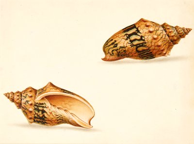 Étude de coquillage - Ignaz Von (manner of) Born
