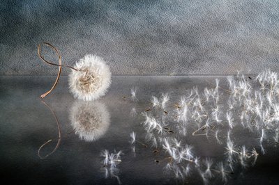  - Igor Kopcev