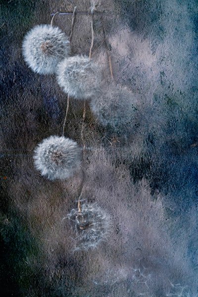  - Igor Kopcev