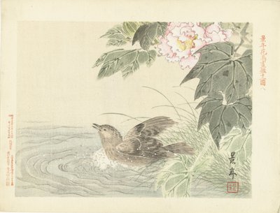 Oiseau se baignant près d