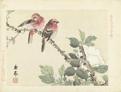 Deux oiseaux rouges sur une branche avec une fleur blanche (Esquisses de fleurs et d