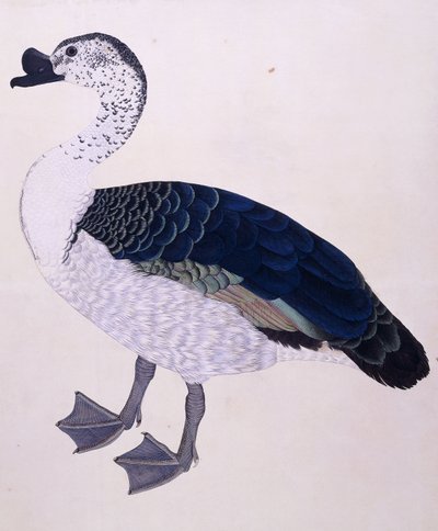 Un canard à bosse, c.1800 - Indian School