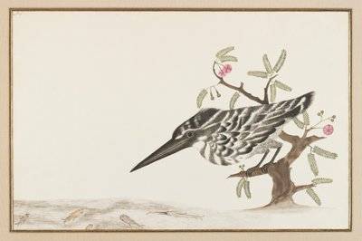 Un martin-pêcheur observant - Indian School