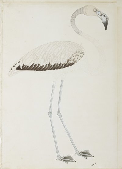 Un flamant rose, c.1780 - Indian School
