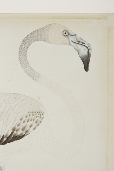 Un flamant rose, détail, c.1780 - Indian School