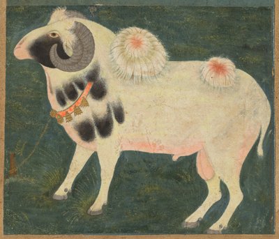 Un bélier royal avec une chaîne en or, vers 1585 - Indian School
