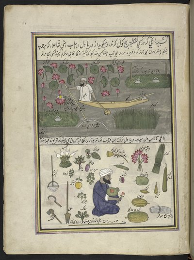 Bateliers récoltant des racines de lotus; agriculture sur l