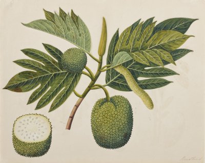 Fleur, feuillage et fruit de l