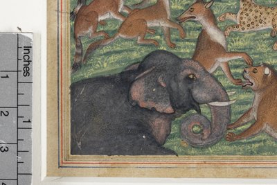 (détail) Le Chacal qui se proclama roi, c.1560-65 - Indian School