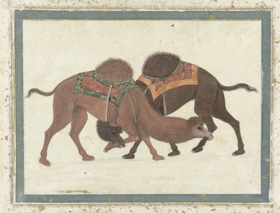 Chameaux combattants, vers 1680-1700 - Indian School