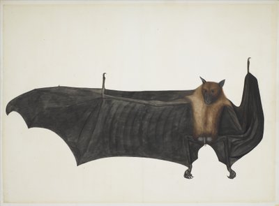 Grande chauve-souris indienne, vers 1777-82 - Indian School