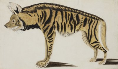 Hyène, après 1794 - Indian School