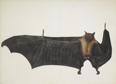 Renard volant indien aussi connu sous le nom de grande chauve-souris frugivore indienne, Pteropus Giganteus - Indian School