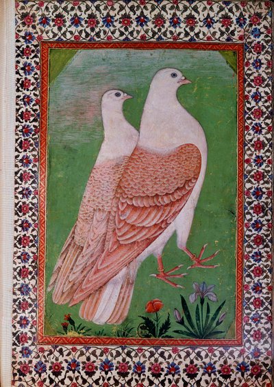 Art oriental : deux pigeons. Manuscrit indien du XVIe siècle. - Indian School
