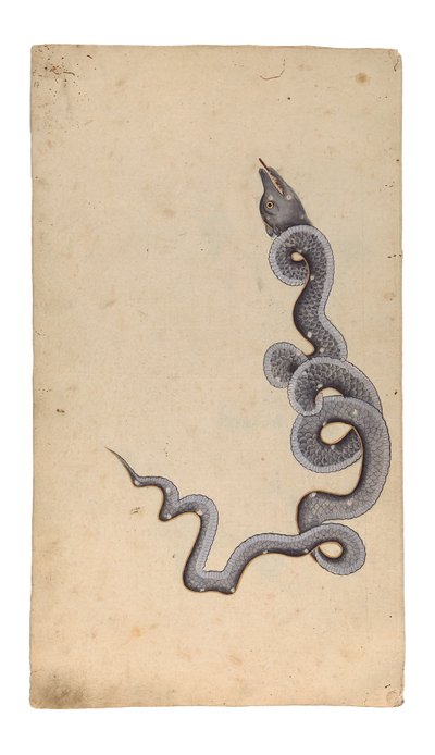 La Constellation du Dragon: al-Tinnin, 1740 - Indian School