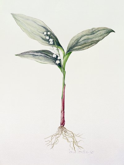 Muguet, 1995 - Iona Hordern