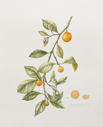 Orange ornementale, 1995 - Iona Hordern
