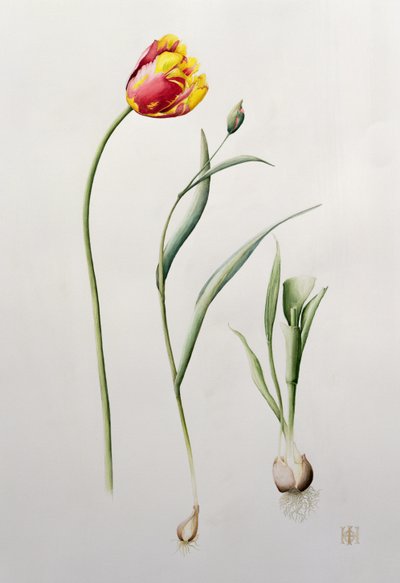 Tulipe perroquet, 1995 - Iona Hordern