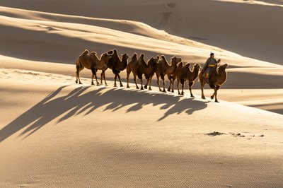 Un chamelier conduit ses chameaux de Bactriane aux dunes de sable de Khongoryn Els dans le sud de Gobi - Ira Block