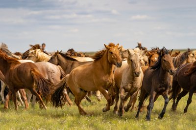 Un troupeau de chevaux dans le désert de Gobi Sud, Mongolie, 2018 (photo) - Ira Block