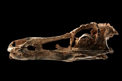 Crâne de dinosaure de type Alvarezsaur à l