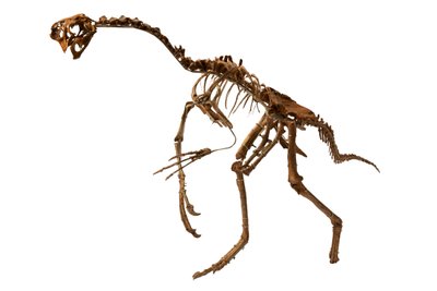 Un Oviraptor presque complet de Mongolie - Ira Block