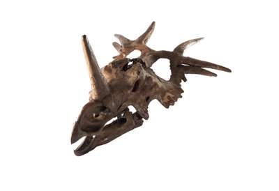 Un Styracosaurus original au Musée canadien de la nature - Ira Block