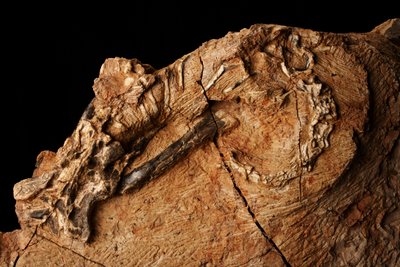 Un dinosaure inconnu à l