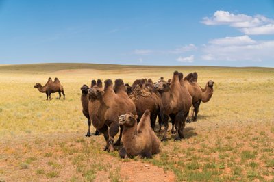Chameaux de Bactriane dans le désert de Gobi méridional en Mongolie - Ira Block